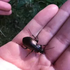 Bronze Ground Beetle thumbnail 3