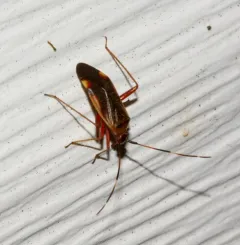Rapid Plant Bug thumbnail 2