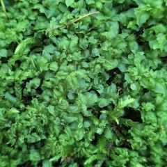 Wavy-leaf Moss thumbnail 3