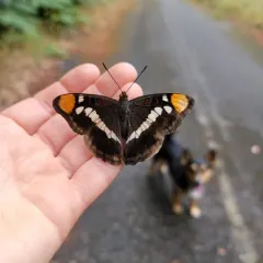 California Sister thumbnail 3