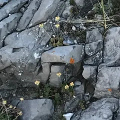 Lehmann's rockjasmine thumbnail 3