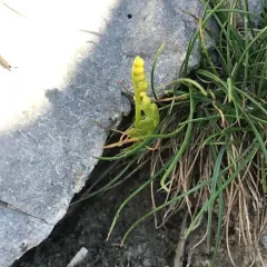common moonwort thumbnail 4