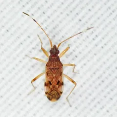 Ozophora picturata thumbnail 3