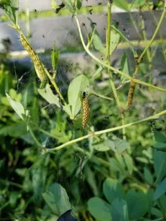 Genista Broom Moth thumbnail 1
