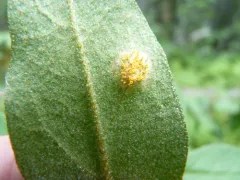 Puccinia caricis-shepherdiae thumbnail 4