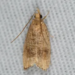 Black-fringed Leaftier Moth thumbnail 3