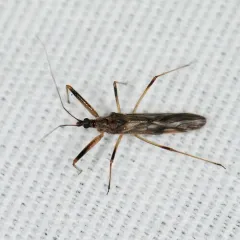 Metatropiphorus belfragii thumbnail 2