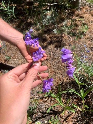 Smooth Beardtongue