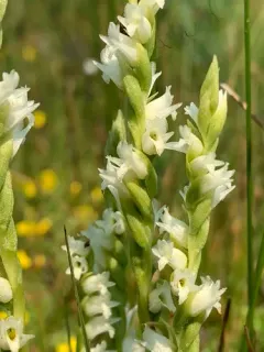 languid ladies'-tresses thumbnail 2