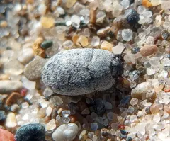 Ammodonus fossor thumbnail 2