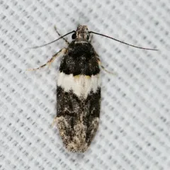 White-banded Pubitelphusa Moth thumbnail 2