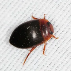 Agabetes acuductus thumbnail 2