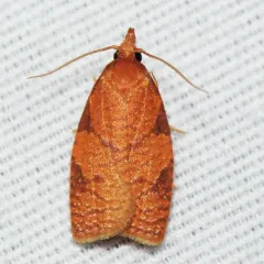 Chokecherry Leafroller Moth thumbnail 3