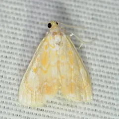 Common Glaphyria Moth thumbnail 3
