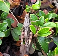Huckleberry Spur-throat Grasshopper thumbnail 2