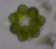 Coelastrum pseudomicroporum thumbnail 2