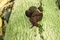 Ascotremella faginea thumbnail 2