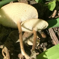 Spring Polypore thumbnail 2