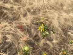 Fitch's tarweed thumbnail 3