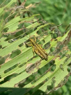 Willamette Wingless Grasshopper thumbnail 4