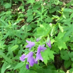 Creeping Bellflower thumbnail 3