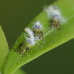 Box Sucker thumbnail 2