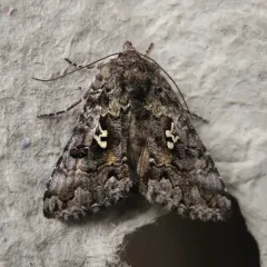 Dusky Silver Υ Moth thumbnail 3