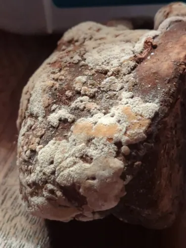Trichoderma americanum