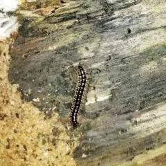 Greenhouse Millipede thumbnail 3