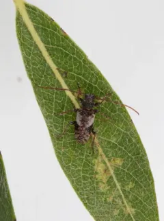 Pogonocherus parvulus thumbnail 2
