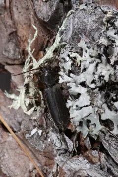 Tetropium schwarzianum thumbnail 3