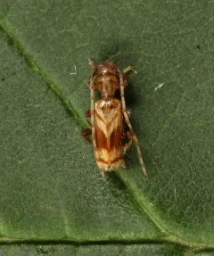 Beige Longhorned Beetle thumbnail 2