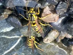 California Yellowjacket thumbnail 2