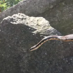 Eastern Ratsnake thumbnail 4