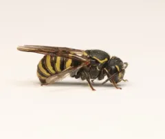 Wide-striped Painted-Dark bee thumbnail 4