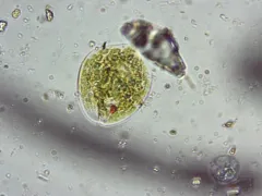 Phacus circulatus thumbnail 2