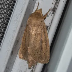 Oblong Sedge Borer Moth thumbnail 3
