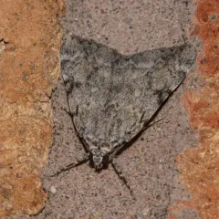 Girlfriend Underwing thumbnail 2