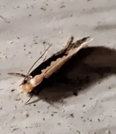 Bird Nest Moth thumbnail 3