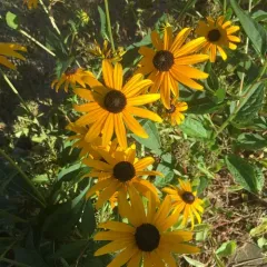 orange coneflower thumbnail 2