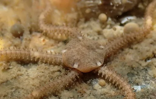 Gromia oviformis