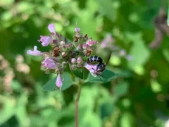 Pointed Sweat Bee thumbnail 4