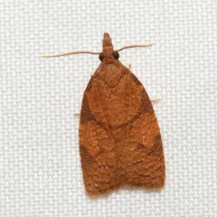 Chokecherry Leafroller Moth thumbnail 4