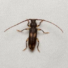 Ash and Privet Borer thumbnail 4
