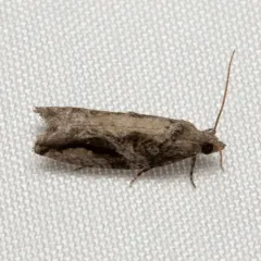 Black-crescent Proteoteras Moth thumbnail 2
