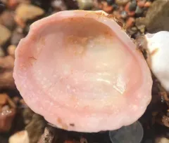 Atlantic Macoma thumbnail 2