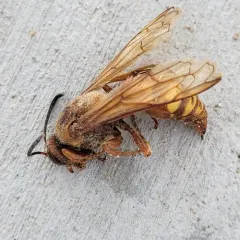 Western Cicada-killer Wasp thumbnail 4