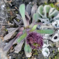 Low Fleabane thumbnail 3