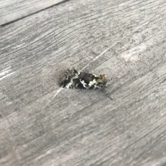 Salt-and-pepper Looper Moth thumbnail 3