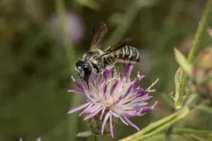 Megachile frugalis thumbnail 3